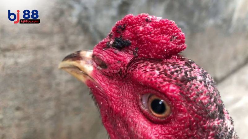 Cách kiểm tra độ lì của mắt gà chọi